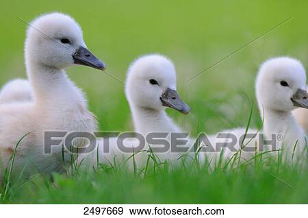 Close-up of Mute swan (Cygnus olor) cygnets in grass View Large Photo Image Stock Photo - Close-up of Mute swan (Cygnus olor) cygnets in grass . Fotosearch