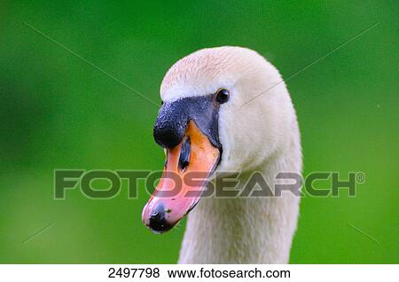 Close-up of Mute swan (Cygnus olor) View Large Photo Image Stock Photo - Close-up of Mute swan (Cygnus olor) . Fotosearch