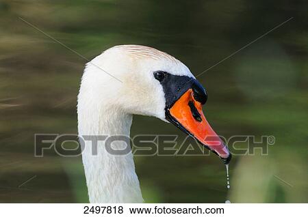 Close-up of Mute swan (Cygnus olor) View Large Photo Image Stock Photo - Close-up of Mute swan (Cygnus olor) . Fotosearch