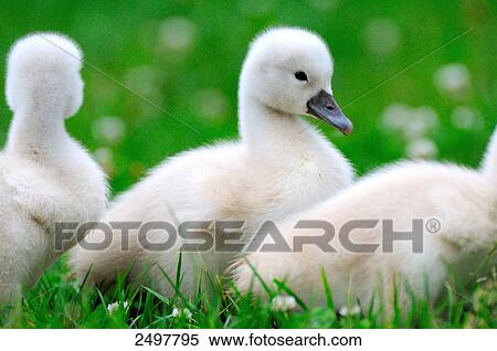 Close-up of Mute swan (Cygnus olor) cygnets View Large Photo Image Stock Photography - Close-up of Mute swan (Cygnus olor) cygnets . Fotosearch