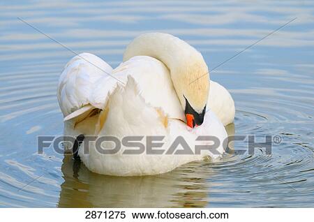 Close-up of Mute swan (Cygnus olor) preening its feather in lake, Bavaria, Germany View Large Photo Image Stock Photography - Close-up of Mute swan (Cygnus olor) preening its feather in lake, Bavaria, Germany . Fotosearch