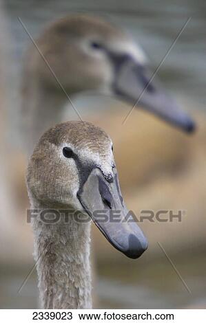 Close-up of Mute swans (Cygnus Olor) View Large Photo Image Stock Image - Close-up of Mute swans (Cygnus Olor) . Fotosearch
