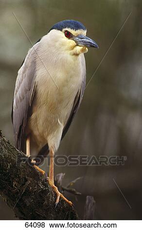 Stock Photo - Close-up of Night Heron (Nycticorax nycticorax) perching on branch, Bavaria, Germany . Fotosearch