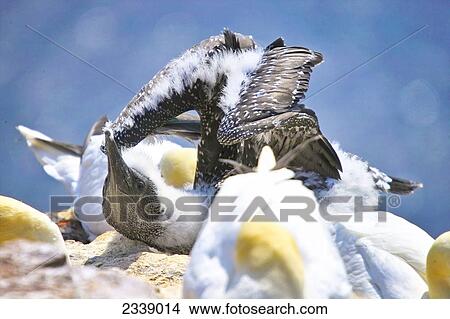 Picture - Close-up of Northern Gannet (Sula Bassanus), North Frisian Islands, Helgoland, Schleswig-Holstein, Germany . Fotosearch