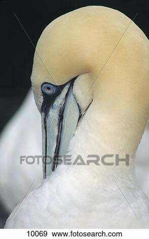 Close-up of Northern Gannet (Sula bassana) bird preening, Texel Island, Netherlands View Large Photo Image Stock Photo - Close-up of Northern Gannet (Sula bassana) bird preening, Texel Island, Netherlands . Fotosearch