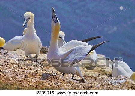 Close-up of Northern Gannet (Sula Bassanus) spreading its wings at coast, North Frisian Islands, Helgoland, Schleswig-Holstein, Germany View Large Photo Image Stock Photography - Close-up of Northern Gannet (Sula Bassanus) spreading its wings at coast, North Frisian Islands, Helgoland, Schleswig-Holstein, Germany . Fotosearch