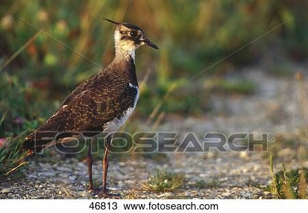 Stock Image - Close-up of Northern lapwing (Vanellus vanellus) bird in field, Germany . Fotosearch