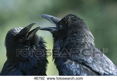 Close-up of Northern Raven (Corvus corax) birds quarreling View Large Photo Image Stock Image - Close-up of Northern Raven (Corvus corax) birds quarreling . Fotosearch