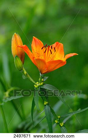 Stock Image - Close-up of Orange lily (Lilium bulbiferum), Styria, Austria . Fotosearch