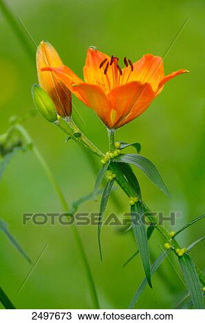 Close-up of Orange lily (Lilium bulbiferum), Styria, Austria View Large Photo Image Stock Image - Close-up of Orange lily (Lilium bulbiferum), Styria, Austria . Fotosearch