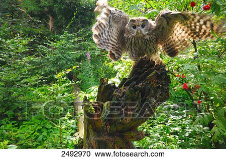 Stock Image - Close-up of owl flapping wings on branch . Fotosearch
