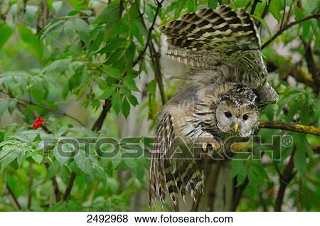 Close-up of owl flapping wings on branch View Large Photo Image Stock Photo - Close-up of owl flapping wings on branch . Fotosearch