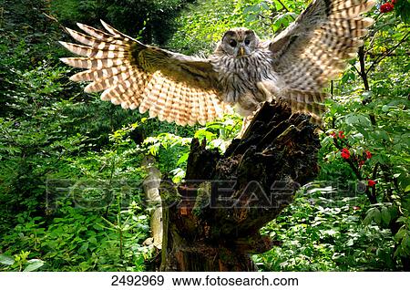 Close-up of owl flapping wings on branch View Large Photo Image Stock Photo - Close-up of owl flapping wings on branch . Fotosearch