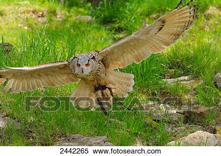 Close-up of owl in flight View Large Photo Image Stock Photography - Close-up of owl in flight . Fotosearch