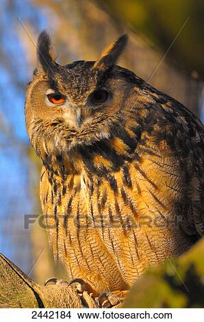 Close-up of owl perching on branch View Large Photo Image Picture - Close-up of owl perching on branch . Fotosearch