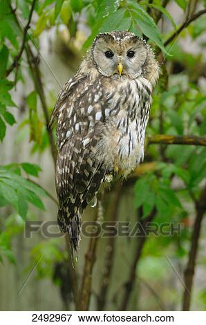 Stock Photo - Close-up of owl perching on branch . Fotosearch