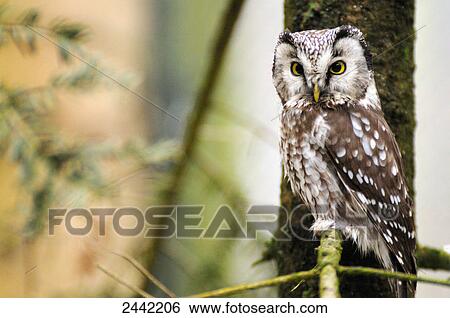 Close-up of owl perching on branch View Large Photo Image Stock Photograph - Close-up of owl perching on branch . Fotosearch
