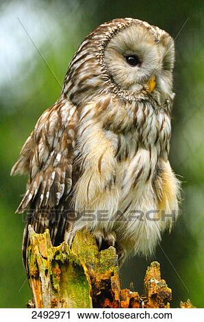 Close-up of owl perching on tree stump View Large Photo Image Stock Image - Close-up of owl perching on tree stump . Fotosearch