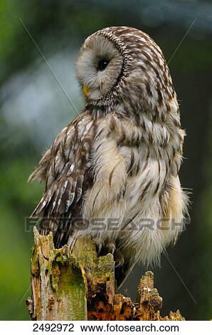 Stock Image - Close-up of owl perching on tree stump . Fotosearch