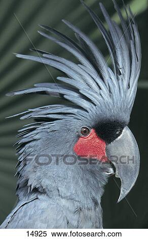 Close-up of Palm Cockatoo (Probosciger aterrimus), Bali-Jurong Bird Park, Bali, Indonesia View Large Photo Image Stock Photography - Close-up of Palm Cockatoo (Probosciger aterrimus), Bali-Jurong Bird Park, Bali, Indonesia . Fotosearch