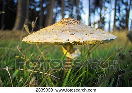 Stock Image - Close-up of Parasol mushroom (Macrolepiota procera) growing in field, Germany . Fotosearch