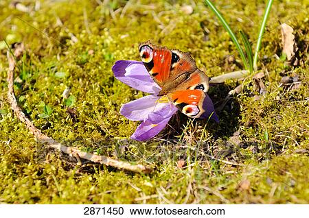 Close-up of peacock butterfly pollinating crocus flower in field, Franconia, Bavaria, Germany View Large Photo Image Stock Image - Close-up of peacock butterfly pollinating crocus flower in field, Franconia, Bavaria, Germany . Fotosearch