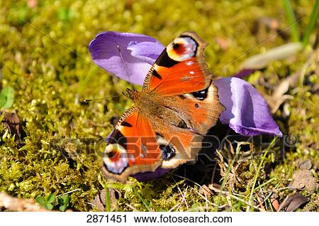 Close-up of peacock butterfly pollinating crocus flower in field, Franconia, Bavaria, Germany View Large Photo Image Stock Image - Close-up of peacock butterfly pollinating crocus flower in field, Franconia, Bavaria, Germany . Fotosearch