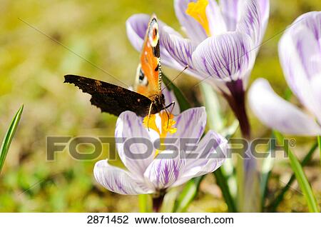 Stock Image - Close-up of peacock butterfly pollinating crocus flower in field, Franconia, Bavaria, Germany . Fotosearch