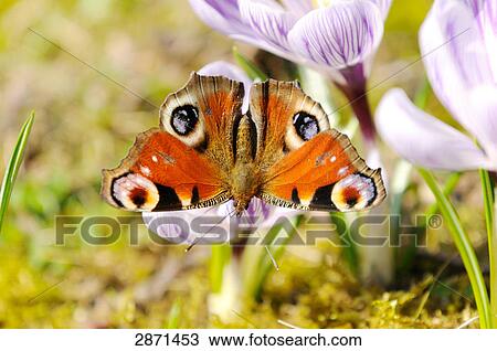 Stock Image - Close-up of peacock butterfly pollinating crocus flower in field, Franconia, Bavaria, Germany . Fotosearch