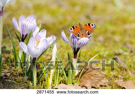 Close-up of peacock butterfly pollinating crocus flower in field, Franconia, Bavaria, Germany View Large Photo Image Stock Photography - Close-up of peacock butterfly pollinating crocus flower in field, Franconia, Bavaria, Germany . Fotosearch