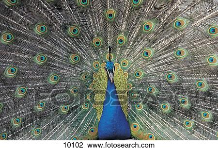 Close-up of peacock displaying tail feathers View Large Photo Image Stock Image - Close-up of peacock displaying tail feathers . Fotosearch
