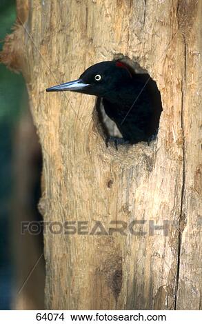 Picture - Close-up of pecker in tree hole . Fotosearch