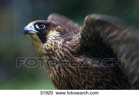 Stock Image - Close-up of Peregrine Falcon (Falco peregrinus) bird, Bavaria, Germany . Fotosearch