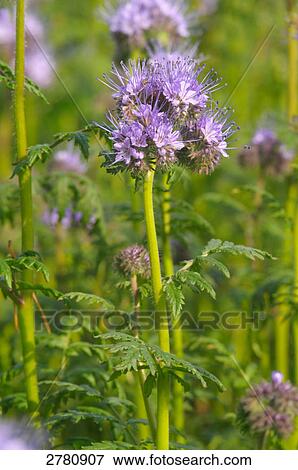 Stock Photo - Close-up of Phacelia tanacetifolia flowers blooming in field . Fotosearch
