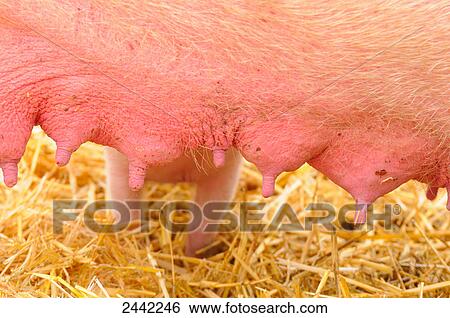 Stock Photograph - Close-up of pig's bust . Fotosearch