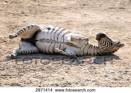 Close-up of Plains Zebra (Equus quagga) rolling on landscape View Large Photo Image Picture - Close-up of Plains Zebra (Equus quagga) rolling on landscape . Fotosearch