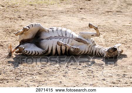 Stock Photography - Close-up of Plains Zebra (Equus quagga) rolling on landscape . Fotosearch