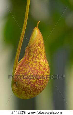 Close-up of plant View Large Photo Image Stock Photo - Close-up of plant . Fotosearch