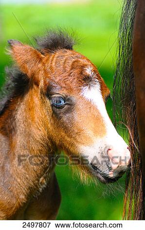 Close-up of pony foal View Large Photo Image Stock Photo - Close-up of pony foal . Fotosearch