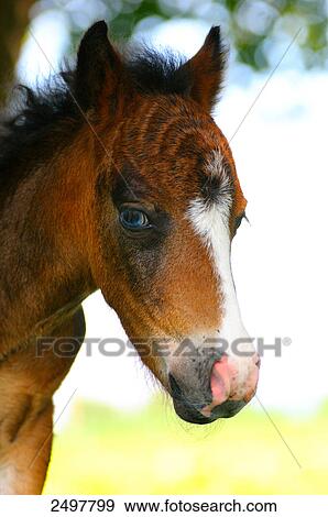 Close-up of pony View Large Photo Image Stock Photo - Close-up of pony . Fotosearch
