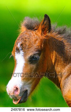Close-up of pony View Large Photo Image Stock Photograph - Close-up of pony . Fotosearch