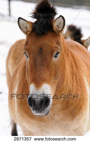 Close-up of Przewalski's horse (Equus caballus przewalskii) in forest, Bavarian Forest National Park, Bavaria, Germany View Large Photo Image Stock Photo - Close-up of Przewalski's horse (Equus caballus przewalskii) in forest, Bavarian Forest National Park, Bavaria, Germany . Fotosearch