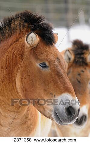 Close-up of Przewalski's horse (Equus caballus przewalskii) in forest, Bavarian Forest National Park, Bavaria, Germany View Large Photo Image Stock Photo - Close-up of Przewalski's horse (Equus caballus przewalskii) in forest, Bavarian Forest National Park, Bavaria, Germany . Fotosearch