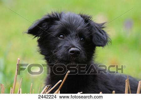 Picture - Close-up of puppy in field . Fotosearch