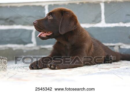 Close-up of puppy of labrador lying on floor View Large Photo Image Stock Image - Close-up of puppy of labrador lying on floor . Fotosearch