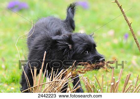 Stock Image - Close-up of puppy playing in field . Fotosearch