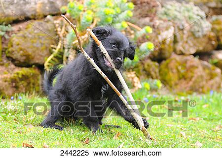 Close-up of puppy playing with stick in field View Large Photo Image Stock Photography - Close-up of puppy playing with stick in field . Fotosearch