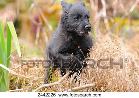 Stock Photograph - Close-up of puppy running in field . Fotosearch