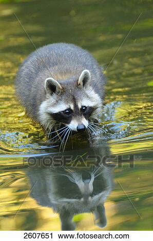 Close-up of Raccoon (Procyon lotor) walking in water View Large Photo Image Stock Image - Close-up of Raccoon (Procyon lotor) walking in water . Fotosearch
