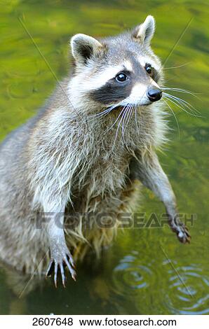 Stock Photo - Close-up of Raccoon (Procyon lotor) standing in water . Fotosearch
